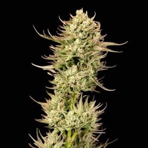 Gorilla Jealousy F1 Feminised Seeds-SMAN-GOJE-FEM