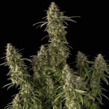 Pineapple OG Auto Feminized Seeds-SMAN-PINEOG-AUTO-FEM