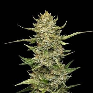 Sour Diesel Auto Feminised Seeds-SMAN-SODI-AUTO-FEM