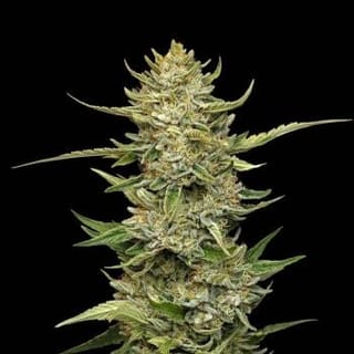 Sour Diesel Auto Feminised Seeds-SMAN-SODI-AUTO-FEM