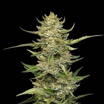 Sour Diesel Auto Feminized Seeds-SMAN-SODI-AUTO-FEM