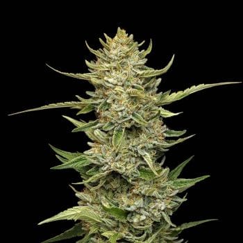 Sour Diesel Auto феминизирани семена-SMAN-SODI-AUTO-FEM