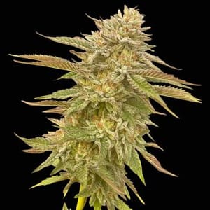 Pineapple OG Feminised Seeds-SMAN-PINEOG-FEM