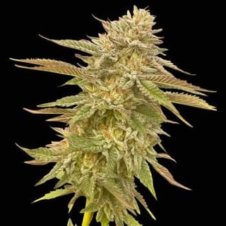 Pineapple OG Feminised Seeds-SMAN-PINEOG-FEM