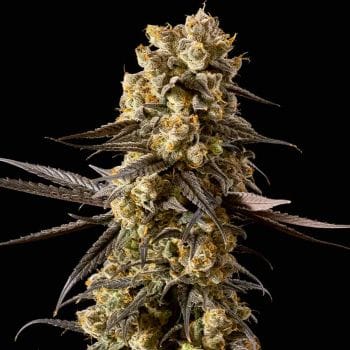 Banana Biscotti F1 Feminised Seeds-SMAN-BABI-FEM