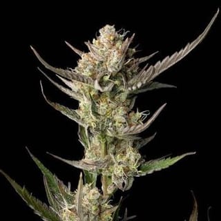 OG Kush Feminised Seeds-SMAN-OGKU-FEM