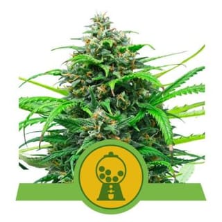 Pink Runtz Auto Feminised Seeds-RQS-PR-AUTO-FEM