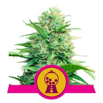 Pink Runtz Feminised Seeds-RQS-PR-FEM