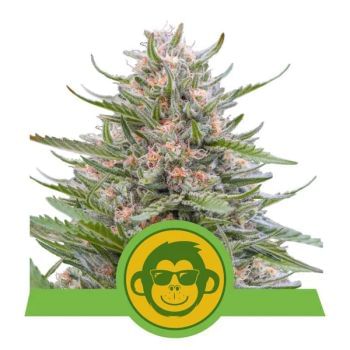 Grape Ape Auto Feminised Seeds-RQS-GRAP-AUTO-FEM