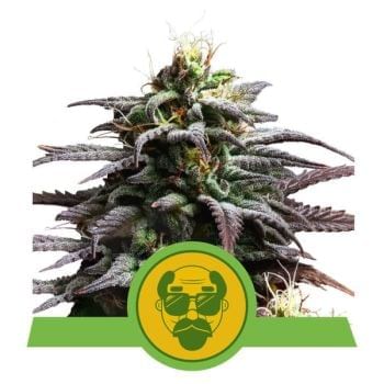 Granddaddy Purple Auto Feminised Seeds-RQS-GRDP-AUTO-FEM