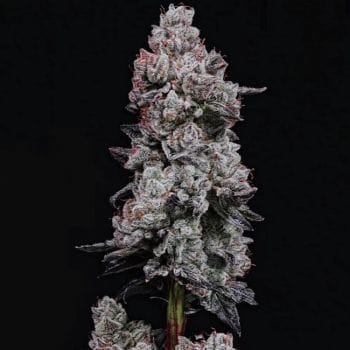 Lemon Cherry Gelato RF3 Auto Feminized Seeds-ETHO-LCGRF3-AUTO-FEM