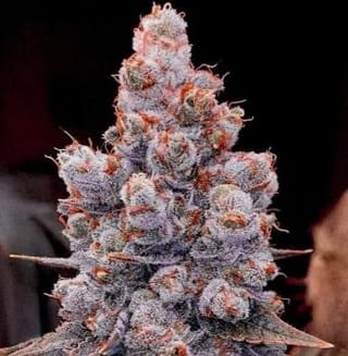 Banana Jealousy RF3 Auto Feminised Seeds-ETHO-BANJRF3-AUTO-FEM