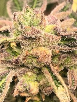 Apple Fritter S1 Feminised Seeds-LV8-APFRS1-FEM