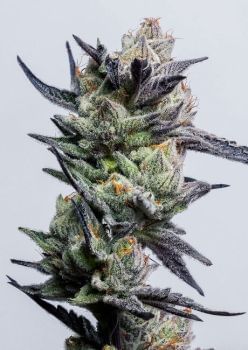 Huckleberry Punch Feminised Seeds-LV8-HUPU-FEM