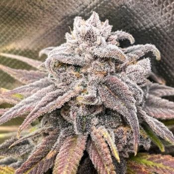 Snoop's Punch Feminised Seeds-LV8-SNPU-FEM