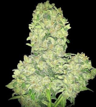 Alien Otto Auto Feminised Seeds-LV8-ALOT-AUTO-FEM