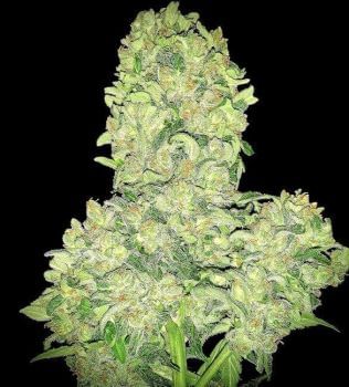 Shadow OG Auto Feminised Seeds-LV8-SHOG-AUTO-FEM