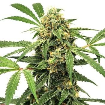 Paranormal Auto Feminised Seeds-LV8-PARA-AUTO-FEM