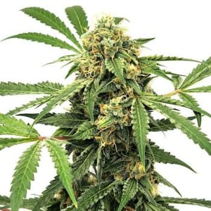 Paranormal Auto Feminised Seeds-LV8-PARA-AUTO-FEM