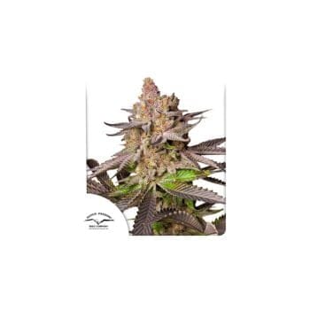 Melonade Runtz Feminised Seeds-DP-MELR-FEM