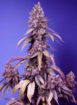 Black Muffin F1 Fast Feminised Seeds-SS-BLMF1-FAST-FEM