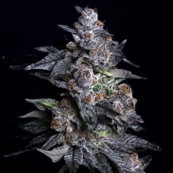 Apple Candie Feminised Seeds-LV8-APCA-FEM