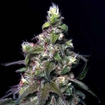 Blitzed Feminised Seeds-LV8-BLIT-FEM