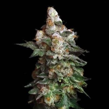 Chilato Feminised Seeds-LV8-CHIL-FEM