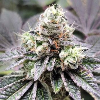Coco-Nutty Feminised Seeds-LV8-CONU-FEM