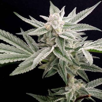 Jungleberry Haze Feminised Seeds-LV8-JUHA-FEM