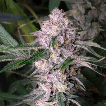 Kaleidozoap Feminised Seeds-LV8-KALE-FEM