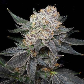 Northern Tropic Feminised Seeds-LV8-NOTR-FEM