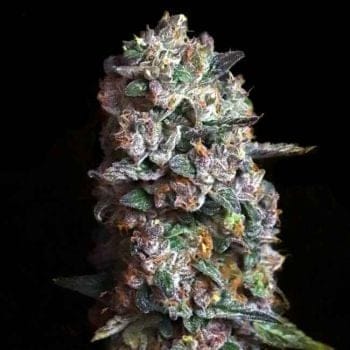 Pink Slurpee Feminised Seeds-LV8-PISL-FEM