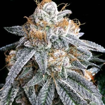 Purple Punch S1 Feminised Seeds-LV8-PUPUS1-FEM