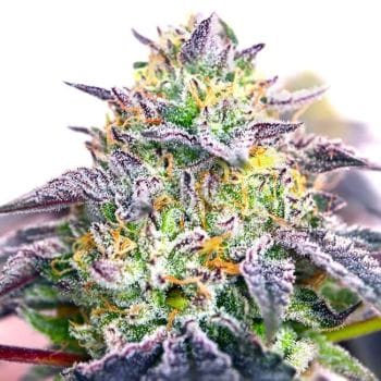 Spicy Guava Feminised Seeds-LV8-SPGU-FEM