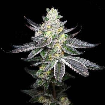 Tropicalicious Feminised Seeds-LV8-TROP-FEM