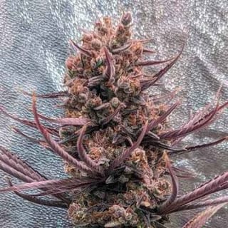 Panama Haze Regular Seeds-ACE-PANHAZ-REG