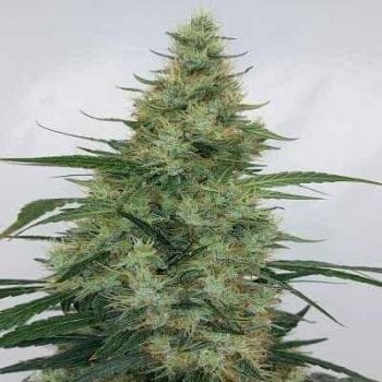 Super Panama Haze Regular Seeds-ACE-SUPPANHAZ-REG