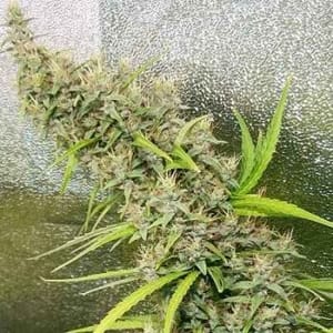 Thai x Panama Regular Seeds-ACE-THXPAN-REG