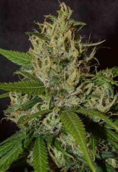 Oaxaca A5 Haze Feminised Seeds-ACE-OAXA5HAZ-FEM