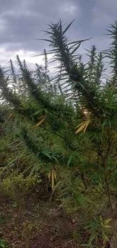 Burmese Regular Seeds-RSCBURM