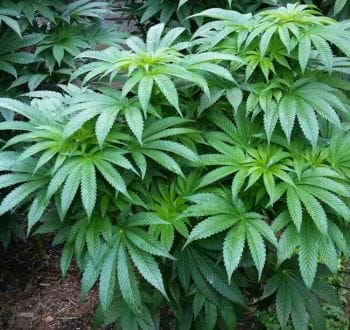 Freak Chunk Regular Seeds-RSCFRCH