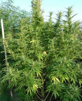 Kalamata Red Regular Seeds-RSCKARE