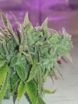 MAC1 x Freakshow F1 Regular Seeds-RSCMA1FR