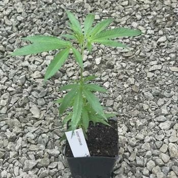 Agent Orange Clones-SMAN-CL-AGOR-FEM