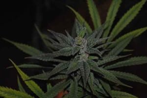 Palmera THCV Regular Seeds-RSCPALM-THCV