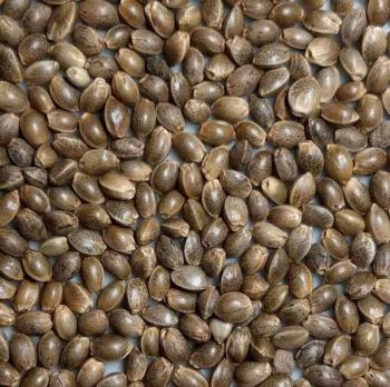 Panjshir Regular Seeds-RSCPANJ