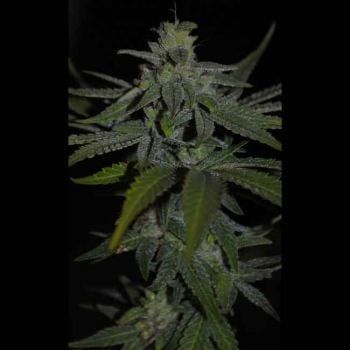 Thai THCV Regular Seeds-RSCTHAI