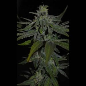 Thai THCV Regular Seeds-RSCTHAI