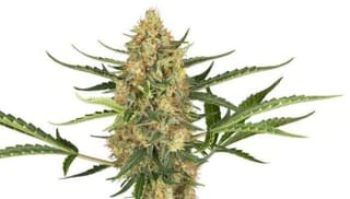 Blueberry Bubblegum Auto Feminised Seeds-SENR-BBBG-AUTO-FEM